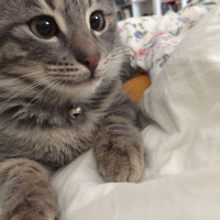 Tekir Kedi, Kedi  Duman fotoğrafı