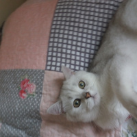 British Shorthair, Kedi  Çiko fotoğrafı