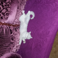 British Shorthair, Kedi  Çiko fotoğrafı