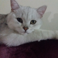 British Shorthair, Kedi  Çiko fotoğrafı