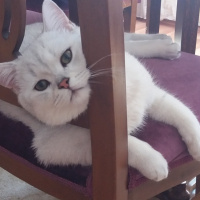 British Shorthair, Kedi  Çiko fotoğrafı