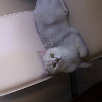 British Shorthair, Kedi  Çiko fotoğrafı