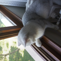 British Shorthair, Kedi  Çiko fotoğrafı