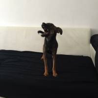 Minyatür Pinscher, Köpek  Mişha fotoğrafı