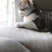 Tekir Kedi, Kedi  Mia fotoğrafı