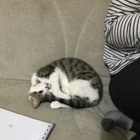 Tekir Kedi, Kedi  Mia fotoğrafı