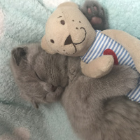 Scottish Fold, Kedi  coco fotoğrafı