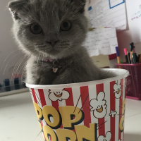Scottish Fold, Kedi  coco fotoğrafı