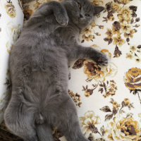 British Shorthair, Kedi  ALEX fotoğrafı