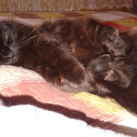 York Chocolate, Kedi  Atuş fotoğrafı