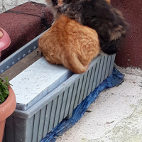 York Chocolate, Kedi  Atuş fotoğrafı