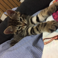 Tekir Kedi, Kedi  Ceku fotoğrafı