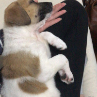 Sokö (Sokak Köpeği), Köpek  Oscar fotoğrafı