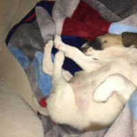 Sokö (Sokak Köpeği), Köpek  Oscar fotoğrafı