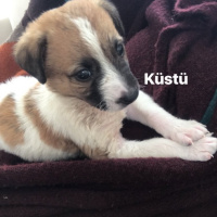 Sokö (Sokak Köpeği), Köpek  Oscar fotoğrafı