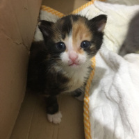 Tekir Kedi, Kedi  minnoş fotoğrafı