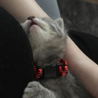 Tekir Kedi, Kedi  minnoş fotoğrafı