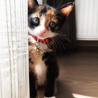 Tekir Kedi, Kedi  minnoş fotoğrafı