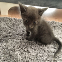 Tekir Kedi, Kedi  minnoş fotoğrafı