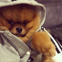 Pomeranyalı, Köpek  Patron fotoğrafı