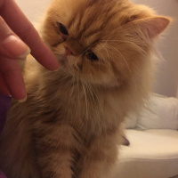 İran Kedisi (Persian), Kedi  Oğlum fotoğrafı