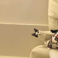 Tekir Kedi, Kedi  Minnie fotoğrafı
