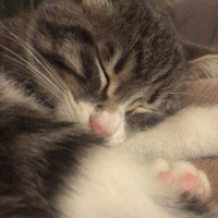 Tekir Kedi, Kedi  Fisun fotoğrafı