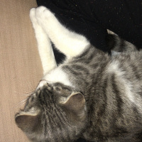 Tekir Kedi, Kedi  Fisun fotoğrafı