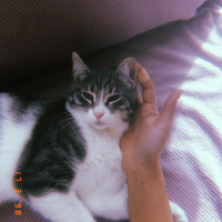 Tekir Kedi, Kedi  Fisun fotoğrafı