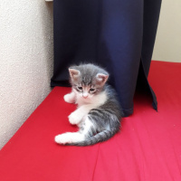 Tekir Kedi, Kedi  Fisun fotoğrafı