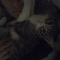 Tekir Kedi, Kedi  Fisun fotoğrafı