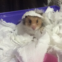 Hamster, Kemirgen  Aşkımsu Murtaza fotoğrafı