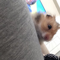 Hamster, Kemirgen  Aşkımsu Murtaza fotoğrafı