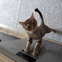 Tekir Kedi, Kedi  Oscar fotoğrafı