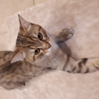 Tekir Kedi, Kedi  Oscar fotoğrafı