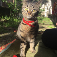Tekir Kedi, Kedi  Mia fotoğrafı