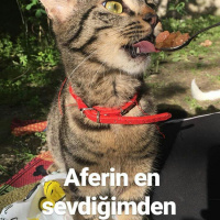 Tekir Kedi, Kedi  Mia fotoğrafı