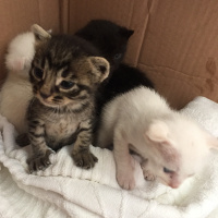 Tekir Kedi, Kedi  Kral fotoğrafı
