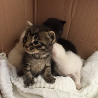 Tekir Kedi, Kedi  Kral fotoğrafı