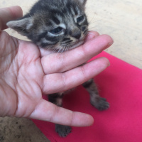 Tekir Kedi, Kedi  Kral fotoğrafı
