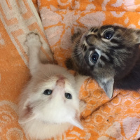 Tekir Kedi, Kedi  Kral fotoğrafı