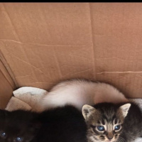 Tekir Kedi, Kedi  Kral fotoğrafı