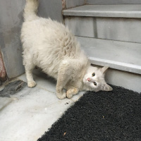 Tekir Kedi, Kedi  Kral fotoğrafı