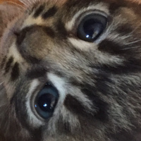 Tekir Kedi, Kedi  Kral fotoğrafı