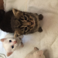 Tekir Kedi, Kedi  Kral fotoğrafı