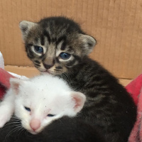 Tekir Kedi, Kedi  Kral fotoğrafı