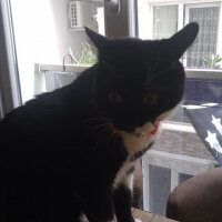 Tuxedo (Smokin) Kedi, Kedi  BOBO fotoğrafı