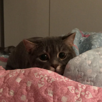 Tekir Kedi, Kedi  TOM fotoğrafı