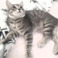 Tekir Kedi, Kedi  Gümüş fotoğrafı