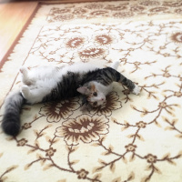 Norwegian Forest, Kedi  Badem fotoğrafı